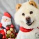 Thabia, Natal na Estrela Pet