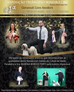 Arte digital, mídia, fotografia de estimação