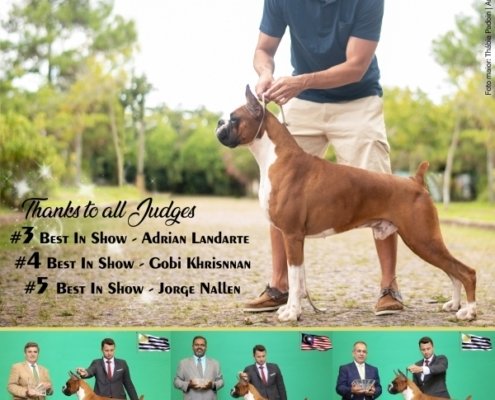 fotos técnicas, boxer, criadores, thabia padoin