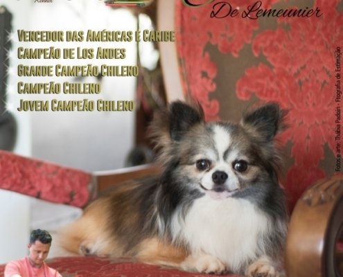 fotos técnicas, Chihuahua pelo longo, criadores, thabia padoin