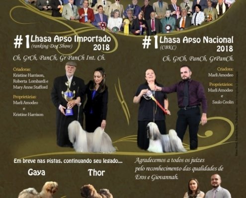 fotos técnicas, Lhasa Apso, criadores, thabia padoin