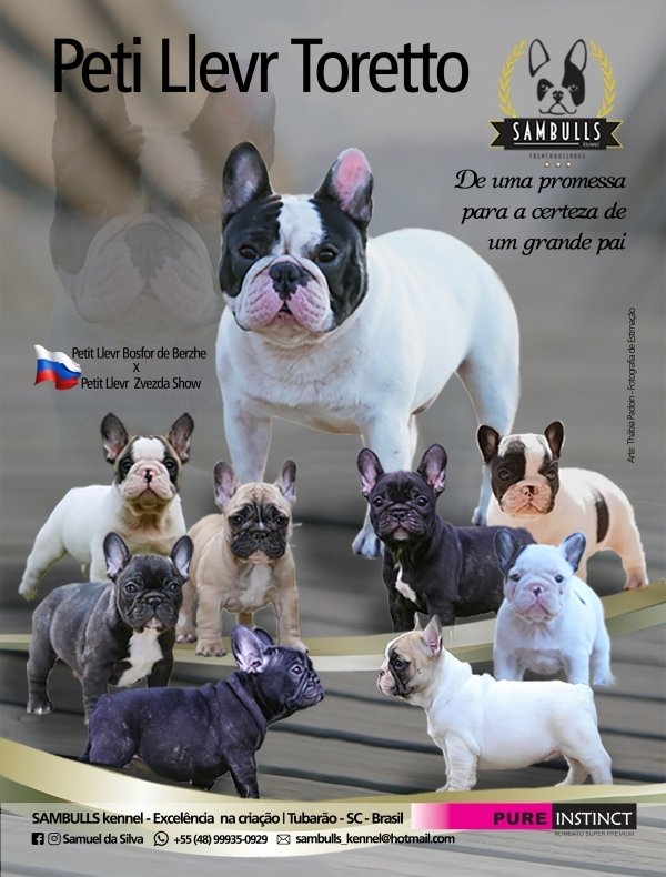 fotos técnicas, buldogue frances, criadores, thabia padoin