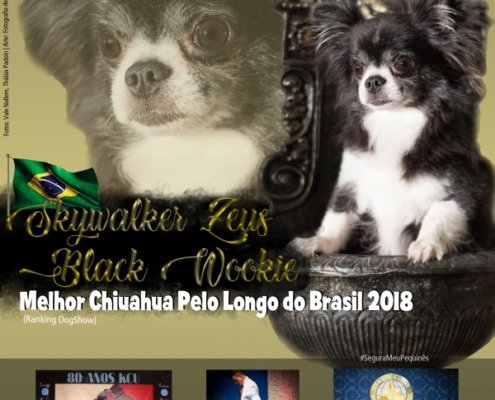 fotos técnicas, chihuahua pelo longo, criadores, thabia padoin
